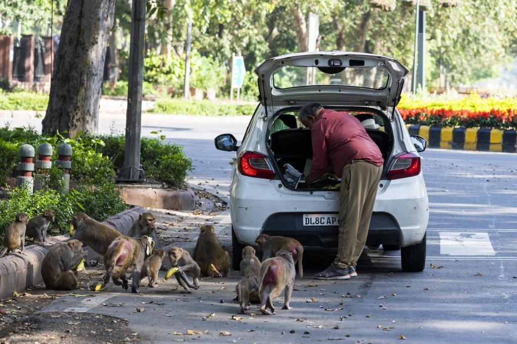 India Lockdown: Monyet, Gajah hingga Beruang Kuasai Jalanan Kota