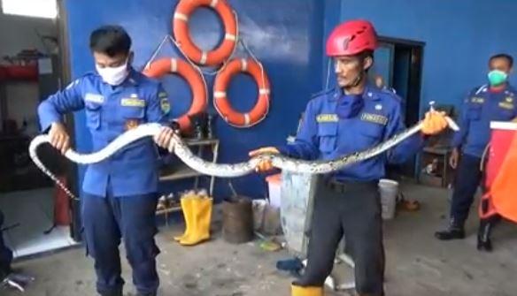 Mangsa Ayam, Ular Sanca 3,5 Meter di Tanah Sareal Ditangkap Warga