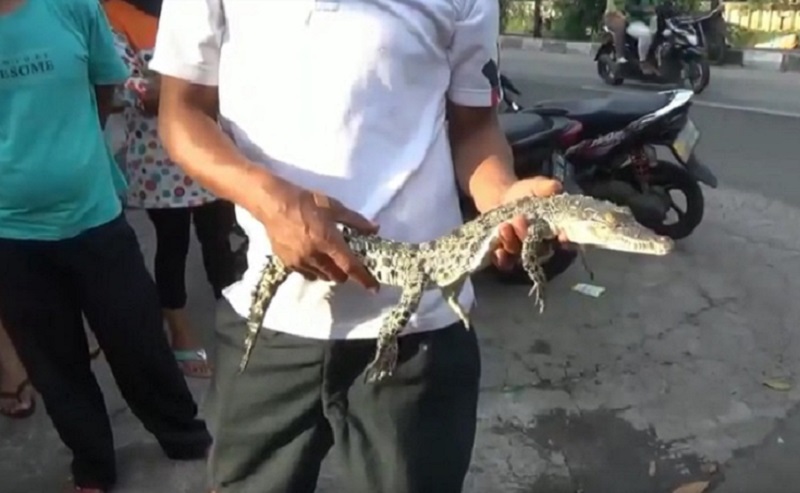 Penemuan Anak Buaya Gemparkan Warga Kembangan Jakarta Barat