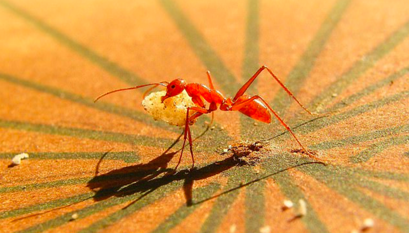 Semut Ternyata Gunakan Ingatan Visual untuk Menghindari Jebakan Kedua