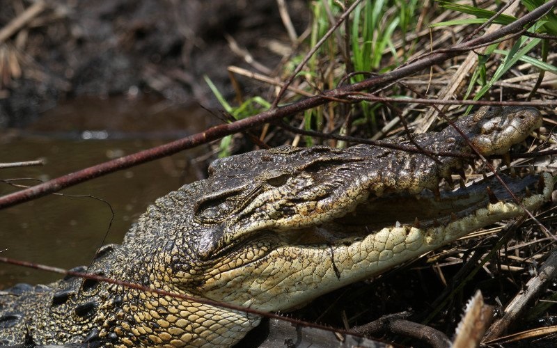 Ngeri! Warga Pasaman Barat Hilang Diterkam Buaya saat Menembak Ikan