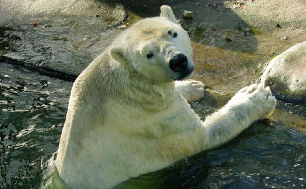 Miris, Hewan di Kebun Binatang Ini Akan Makan Satwa Lain jika Dampak Corona Memburuk