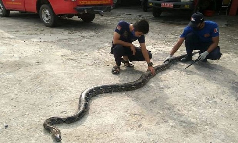 Resahkan Warga Bukittinggi, 9 Ular Piton Dilepas ke Alam Liar