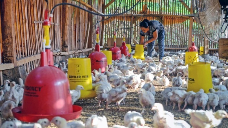 Duh, Indonesia Masih Impor Ayam Ras
