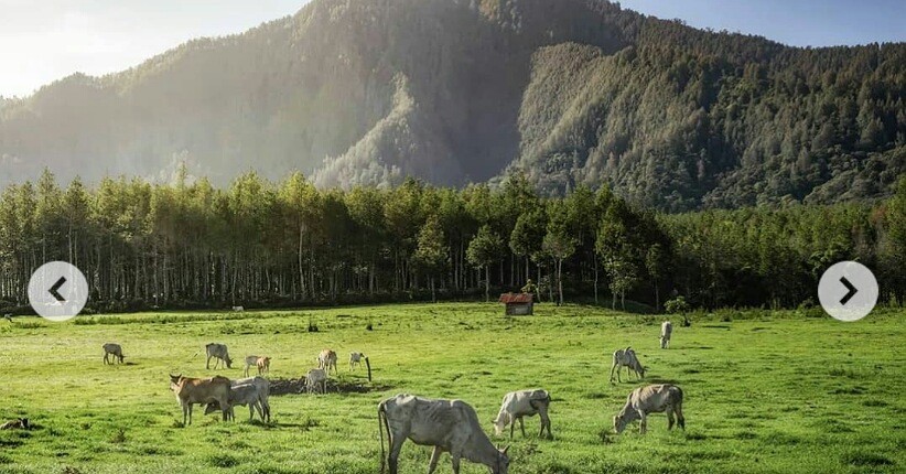 Terpikat Keindahan Desa Jampit Wonosobo, Perkebunannya Eksotis Mirip di Eropa