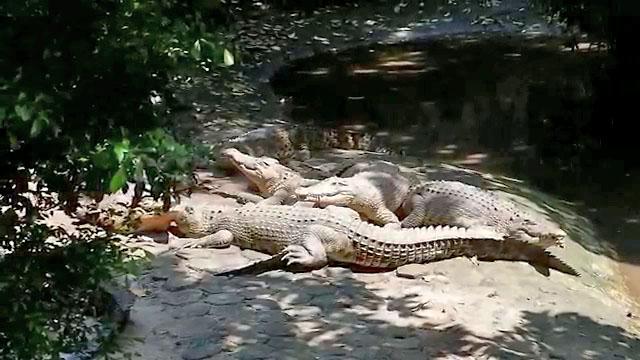 Imbas Pandemi Covid-19, Jatah Makan Satwa Bandung Zoo Dikurangi