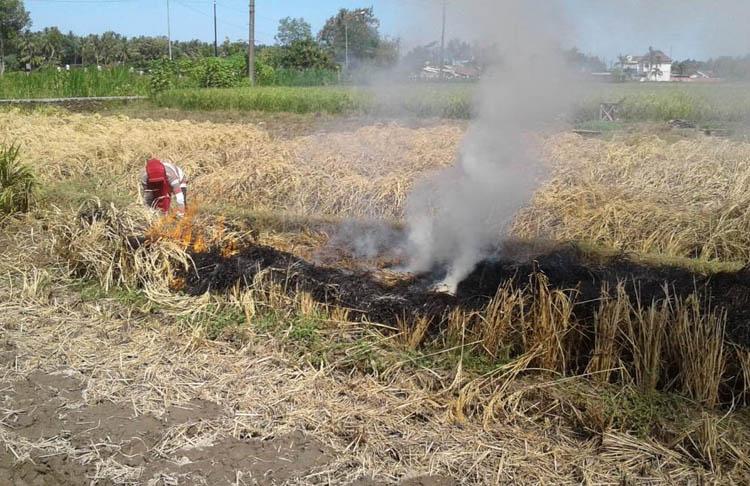 Diserang Wereng Coklat, Belasan Hektare Sawah di Kulonprogo Terancam Puso