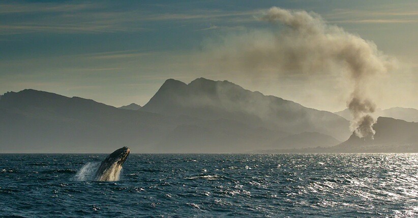Pandemi Covid-19 Jadi Momen Paus Bungkuk Berkembang Biak