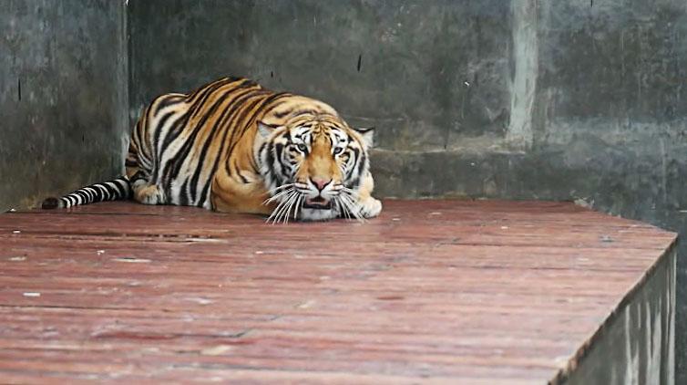 Suami Dibunuh Harimau, 3.000 Perempuan di Desa Ini Menjadi Janda