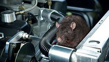 Mobil Lama Diam di Rumah, Waspada Serangan Tikus