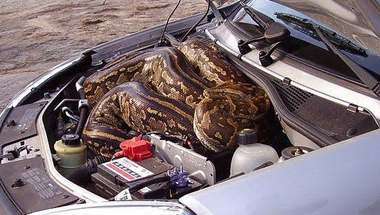 6 Binatang Penyebab Mobil Rusak, Nomor 5 Bisa Menyerang Manusia