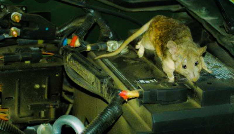 Mobil Jadi Sarang Tikus, Ini yang Harus Anda Lakukan