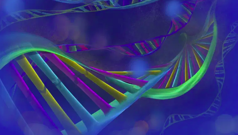 Ilmuwan Secara Genetik Memodifikasi Tikus Mempunyai Sel Manusia 