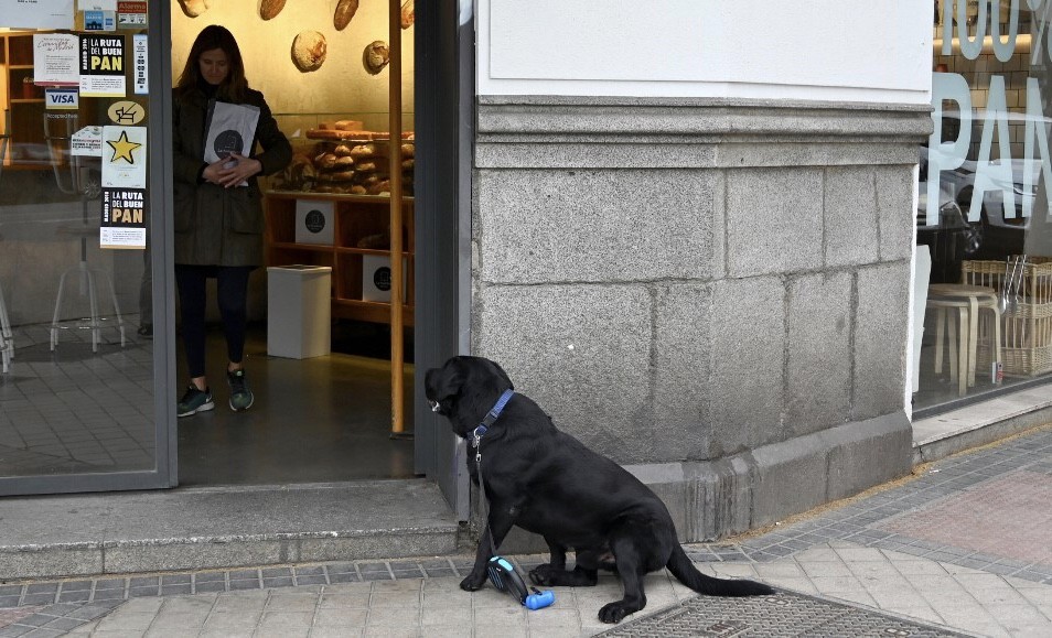 Anjing Dilatih Mendeteksi Penderita Covid-19