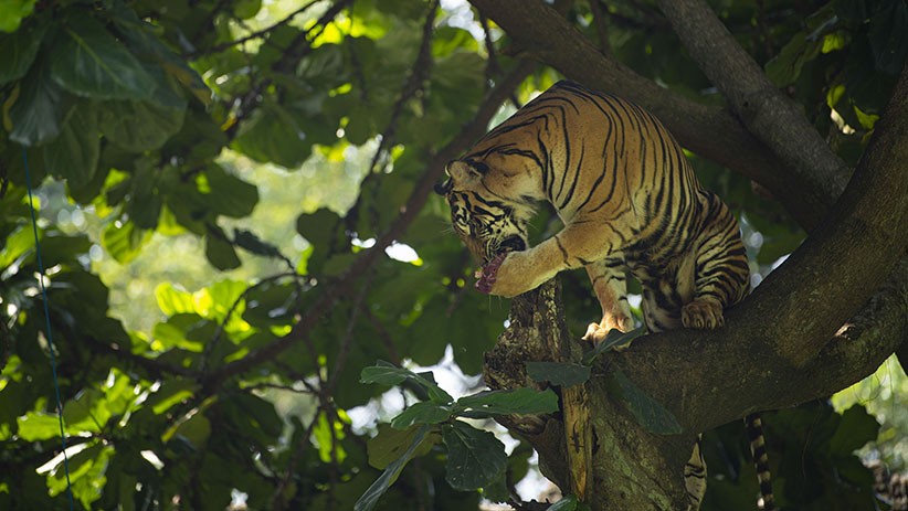 Warga Solok Geger, Kawanan Harimau Muncul di Ladang