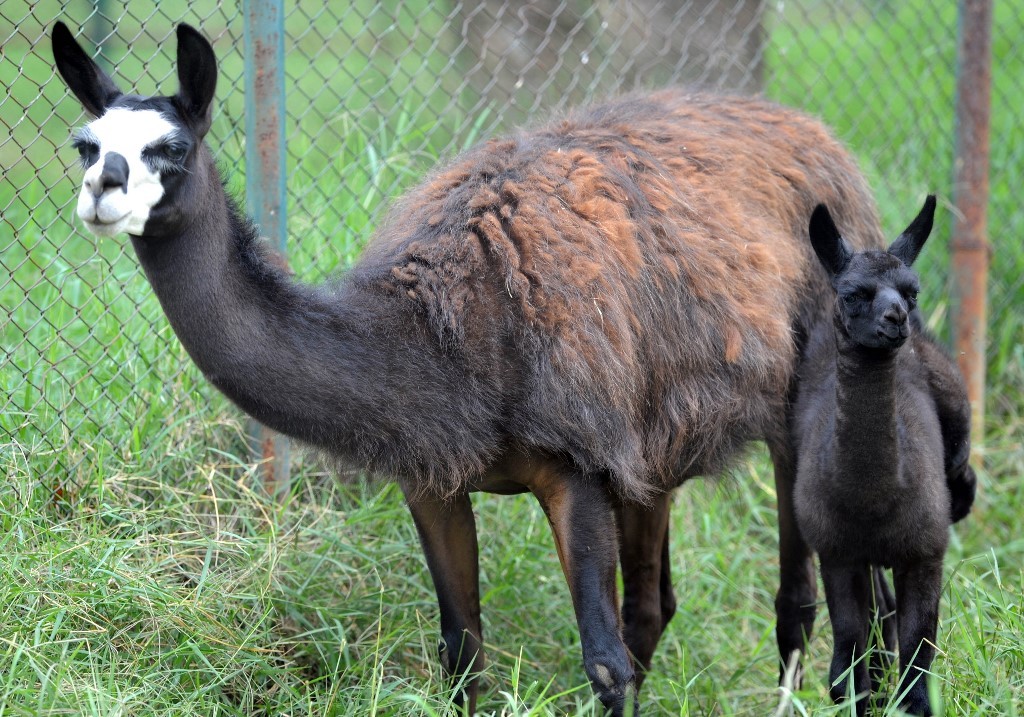 Peneliti Berharap Antibodi Hewan Kerabat Unta Ini Bisa Sembuhkan Corona