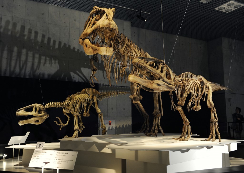 Peneliti Argentina Temukan Fosil Predator Besar dari Zaman Akhir Dinosaurus