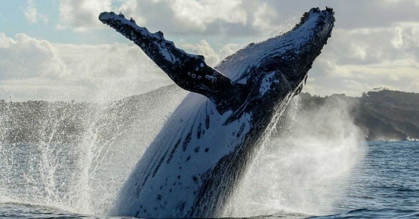 Tonton Migrasi Paus Bungkuk di Australia Barat, Pengunjung Dibatasi 20 Orang