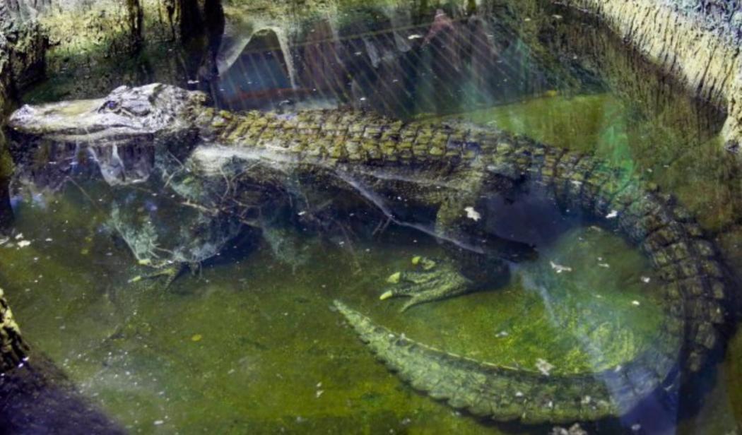 Buaya yang Diyakini Milik Adolf Hitler Mati di Usia 84 Tahun