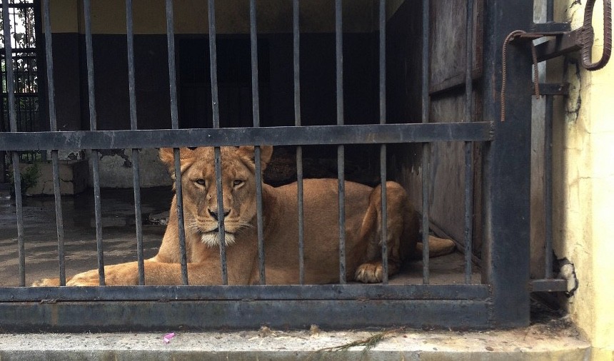 Petugas Kebun Binatang Australia Diterkam 2 Ekor Singa