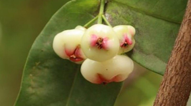 6 Manfaat Jambu Air Putih, Tingkatkan Kekebalan Tubuh hingga Cegah Infeksi