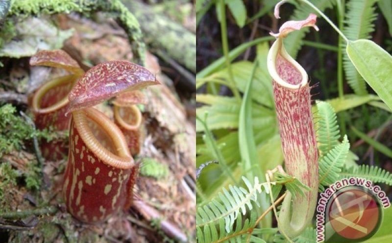 KLHK Tangkap 2 Penjual Kantong Semar Super Langka dari Kalimantan ke Taiwan