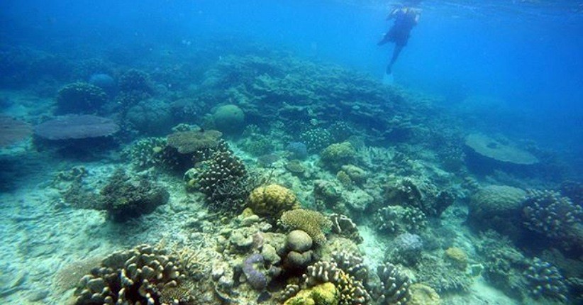 Menjelajahi Keindahan Bawah Laut Pulau Gili Noko Gresik, Mirip Akuarium Raksasa