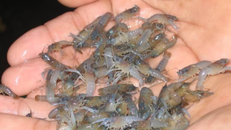 Bareskrim: 74.000 Benih Lobster Akan Diselundupkan ke Vietnam Lewat Jalur Gelap