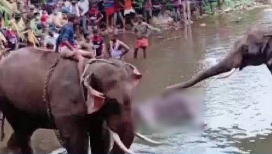 Gajah Mati akibat Petasan, Pengawas Satwa Sebut Pembunuhan Paling Sadis