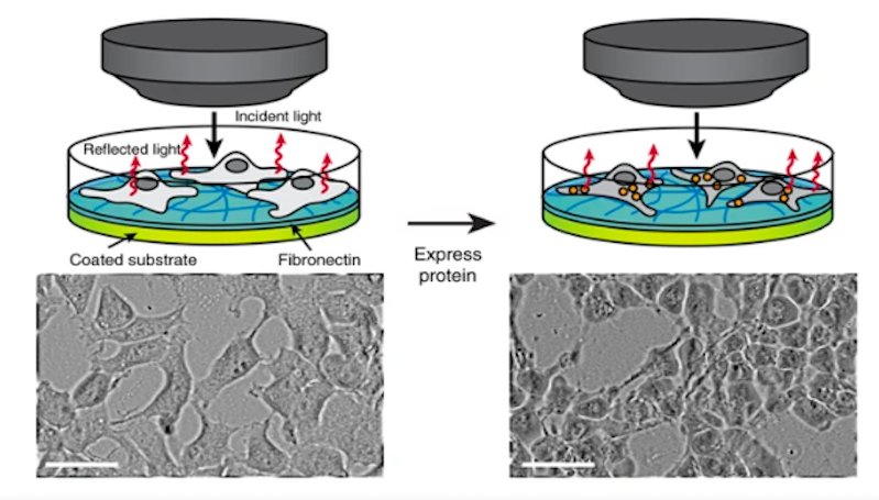 Engineer Genetika Berupaya Bikin Manusia Tembus Pandang Menjadi Nyata