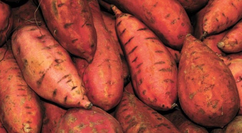 Makanan-Makanan Ini Bisa Tingkatkan Imunitas Tubuh Para Lansia, Salah Satunya Ubi