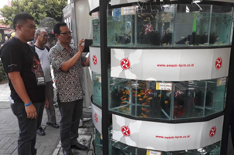Ikan Hias Banyak Diburu untuk Usir Kejenuhan Selama Pandemi Covid-19