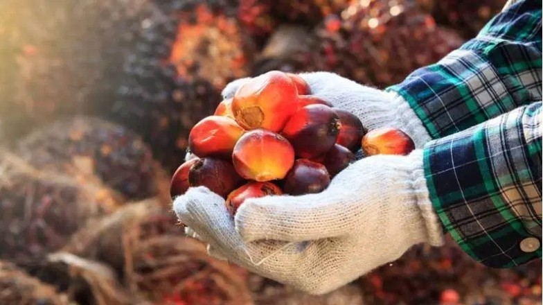 Gapki: Produksi CPO Naik 12,6 Persen, Konsumsi Turun 6,6 Persen