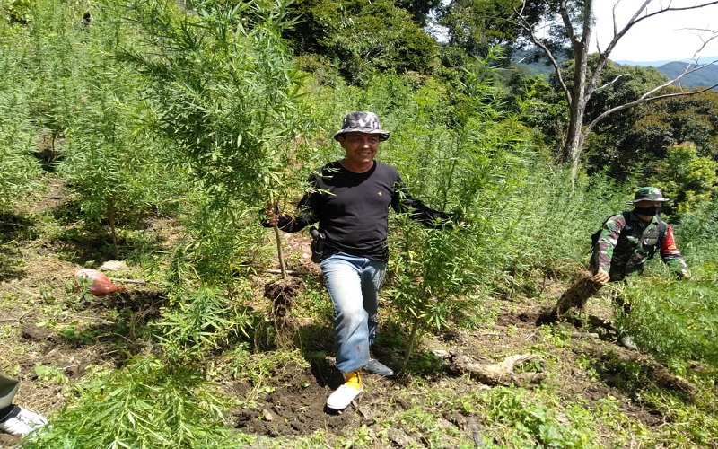 BNNP Sumut Musnahkan 8 Hektare Ladang Ganja di Mandailing Natal
