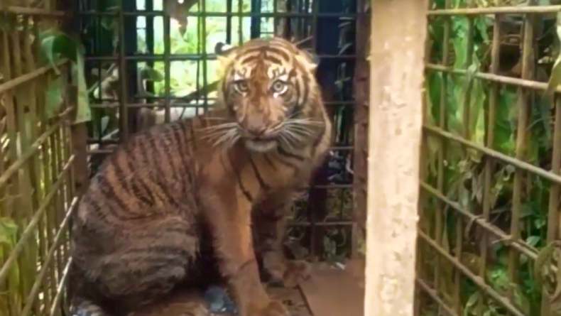 Dipancing dengan Babi, Harimau di Solok Akhirnya Masuk Perangkap