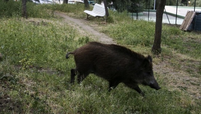 Buruh Pabrik di Malaysia Tewas Diseruduk Babi Hutan