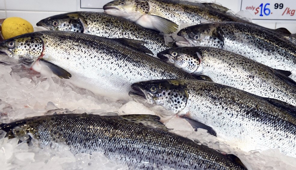 Norwegia Pastikan Ikan Salmon Bukan Penyebab Kasus Corona di China