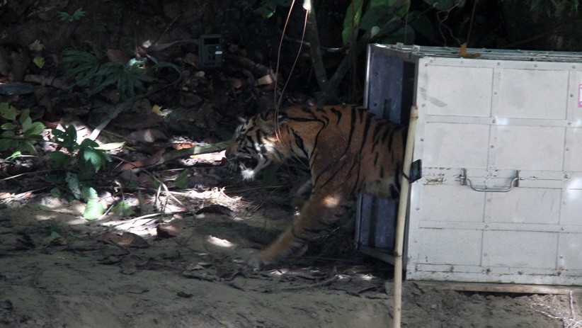 Harimau Sumatera Betina di Solok Masuk Perangkap