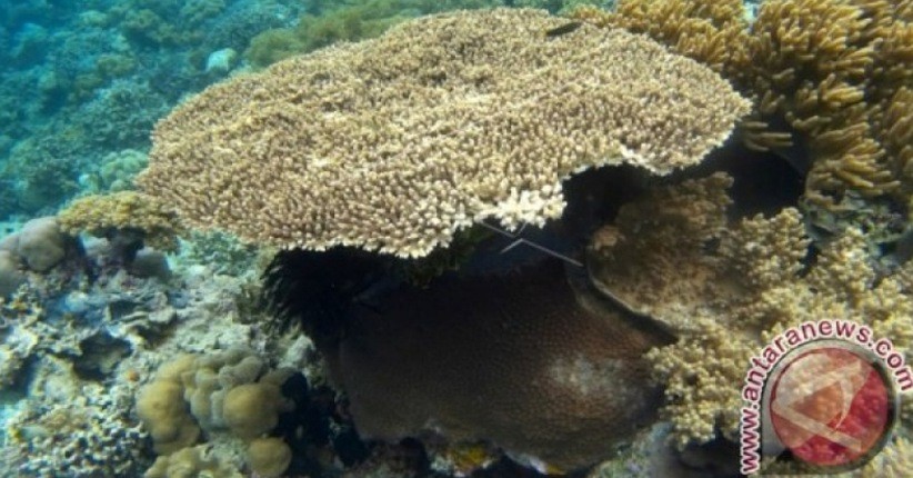 Pariwisata Wakatobi Bersiap Sambut Wisatawan Mulai Juli 2020