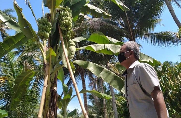 Unik, Pohon Pisang di Kulonprogo Miliki Tiga Tandan 