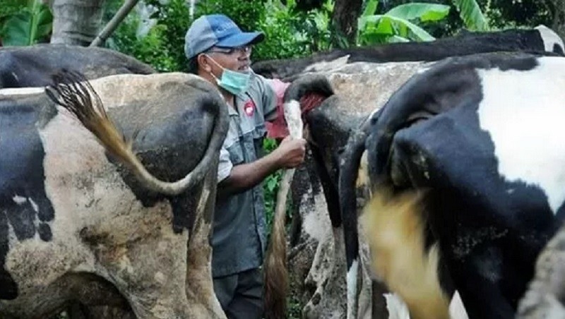 Kementan Perketat Pengawasan Kesehatan Area Penjualan Hewan Kurban