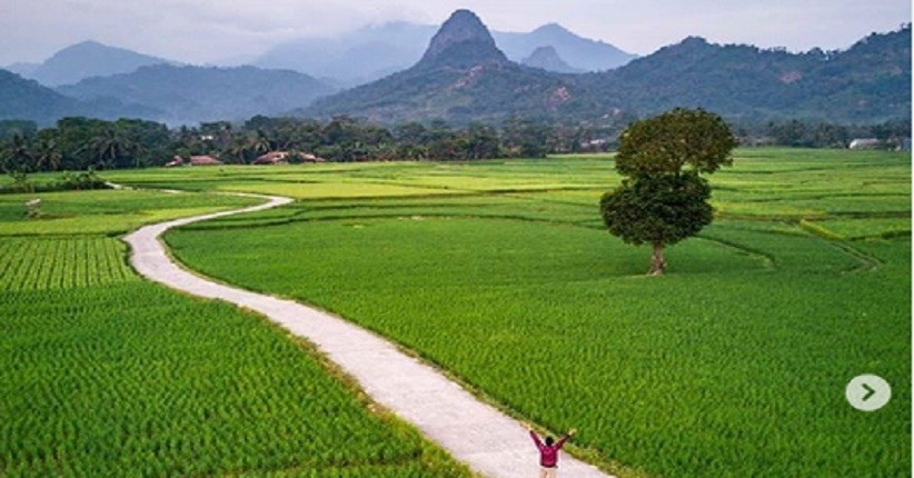 Indahnya Persawahan Bantar Kuning Bogor, Unik Ada Gunung Lancip dan Pohon Jomblo