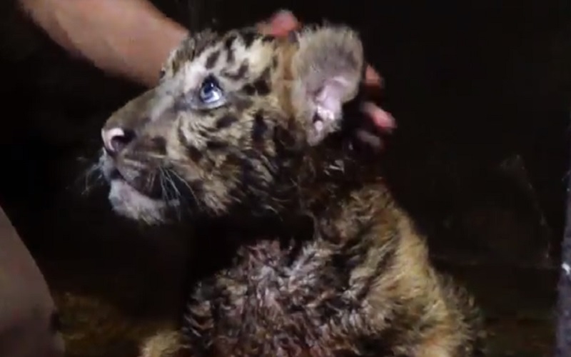 Bayi Harimau Benggala Lahir di Kebun Binatang Serulingmas Banjarnegara
