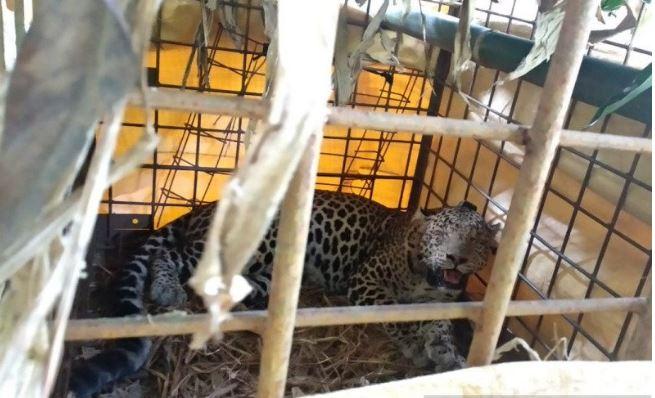 Sering Mangsa Ternak, Macan Tutul di Ciamis Ditangkap Warga