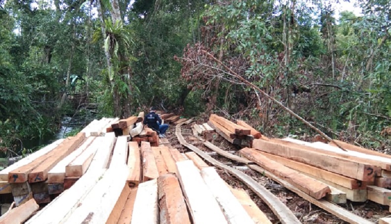 Bos Pembalakan Liar di Hutan Untan Pontianak Ditangkap