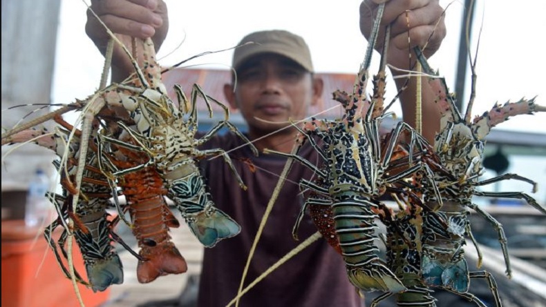 Pencabutan Larangan Tangkap Benih Lobster Dinilai Bantu Kehidupan Nelayan