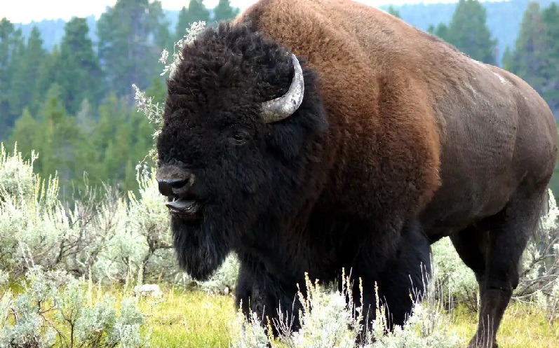 Langgar Aturan, Nenek 72 Tahun Diseruduk Bison di Taman Nasional Yellowstone