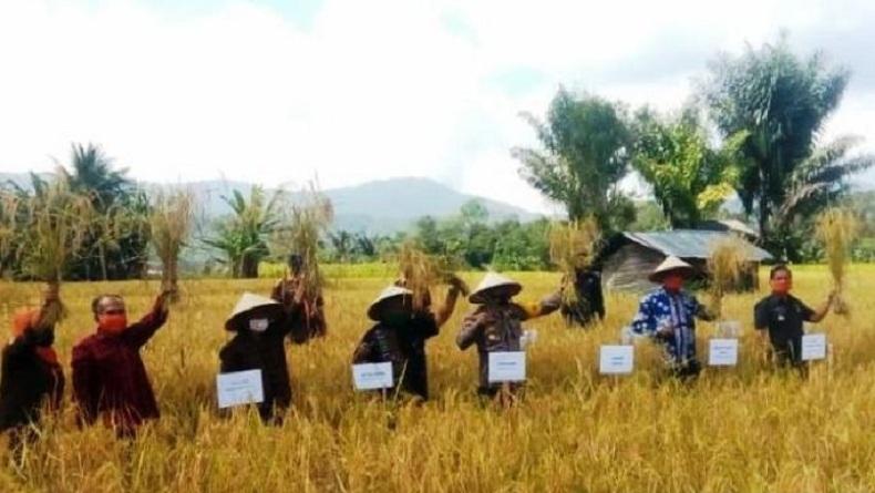 Panen Raya Padi Varietas Lokal Sigudang di Tapsel Hasilkan 7 Ton per Hektare