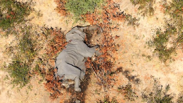  360 Gajah Afrika Mati Misterius di Bostwana, Disebabkan Covid-19?