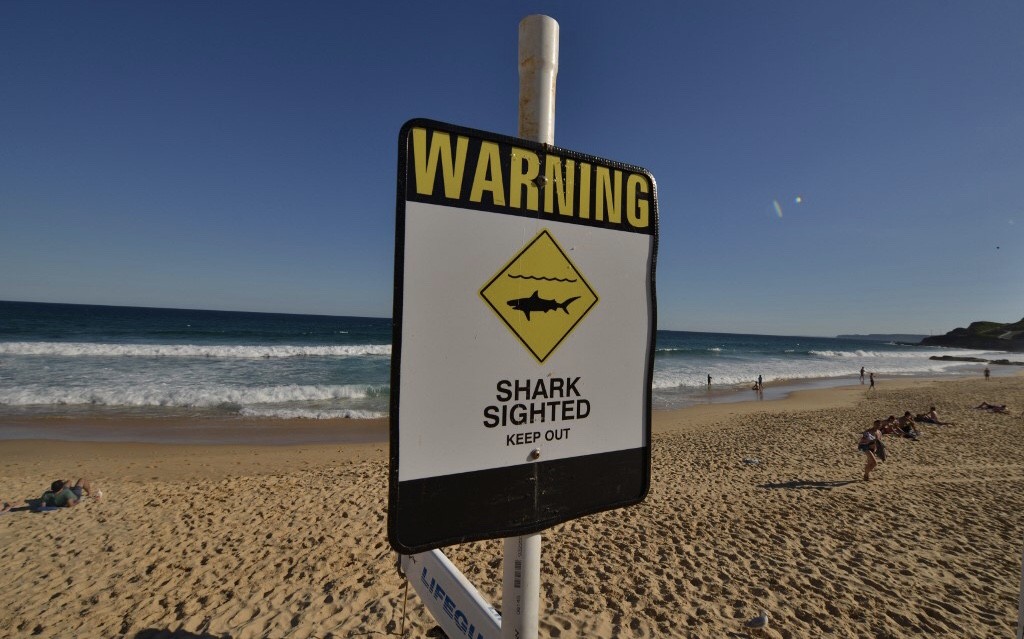 Asyik Cari Ikan, Penyelam Tewas Diterkam Hiu